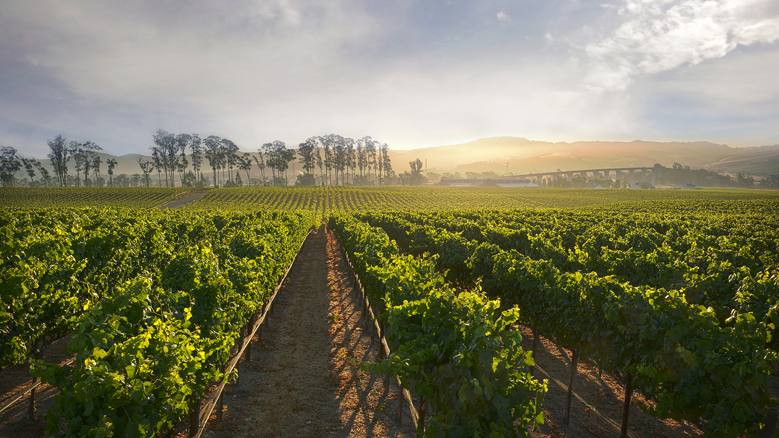 Starmont Vineyard
