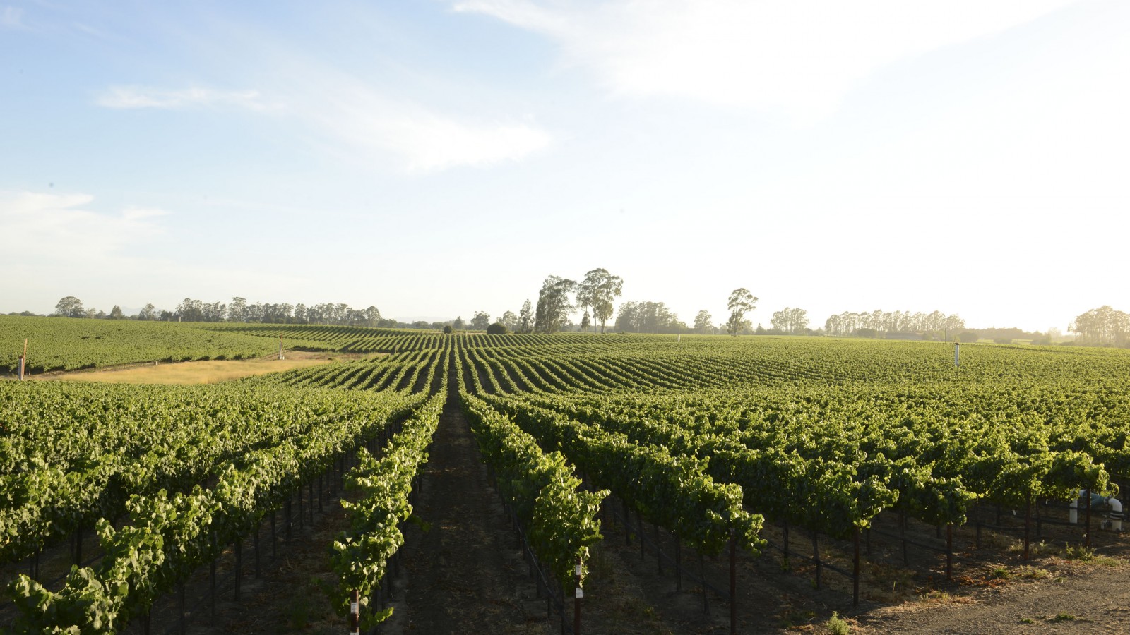Carneros vineyard