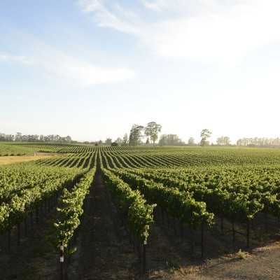 Carneros vineyard