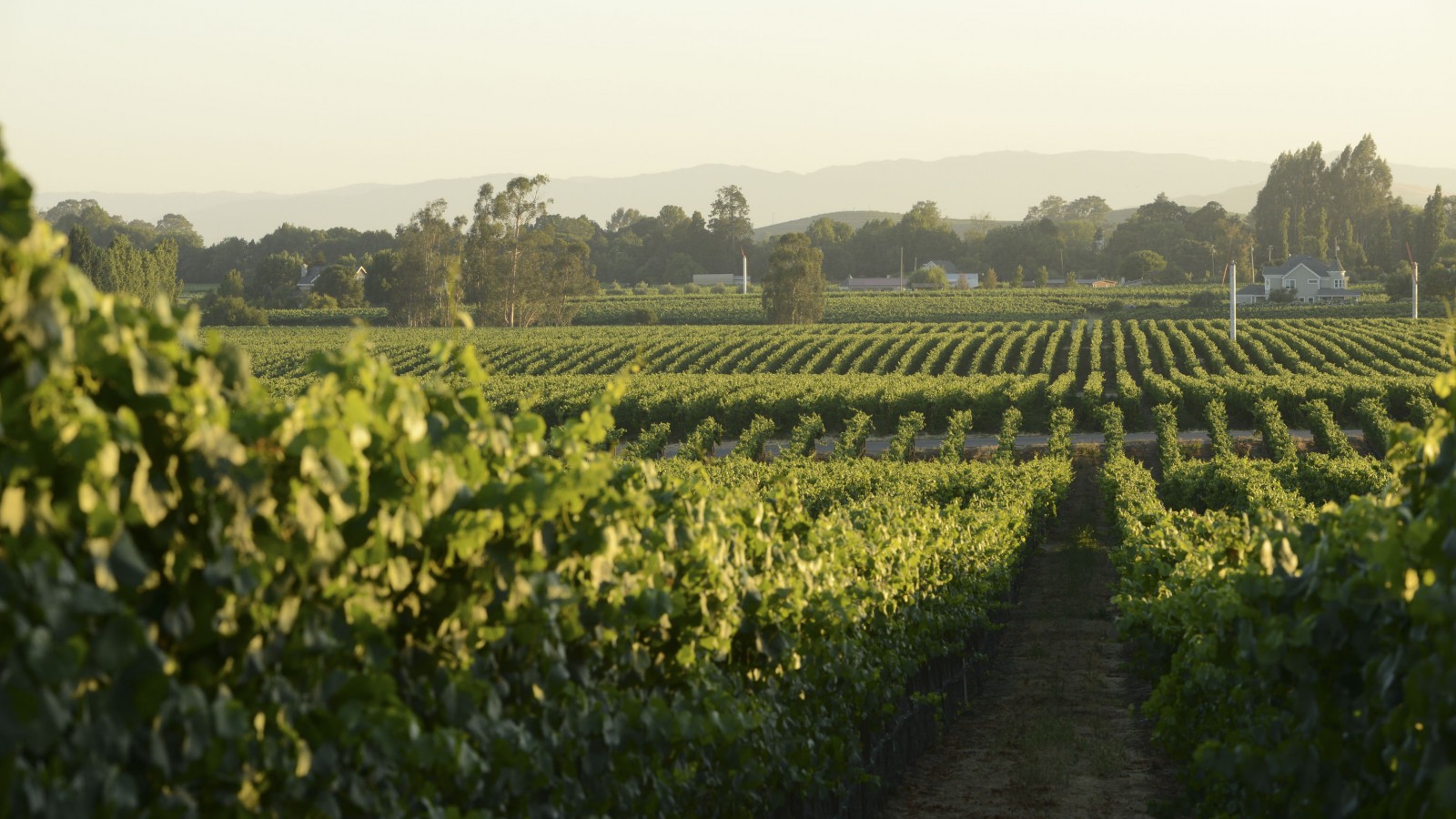 Starmont Vineyards