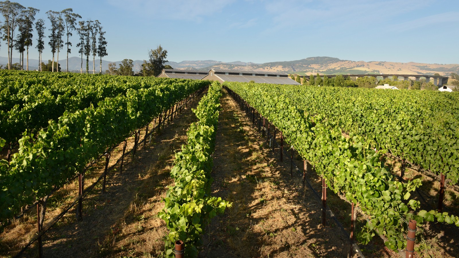 Starmont Winery and Vineyards