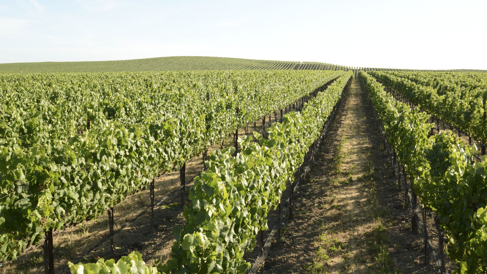 Carneros AVA