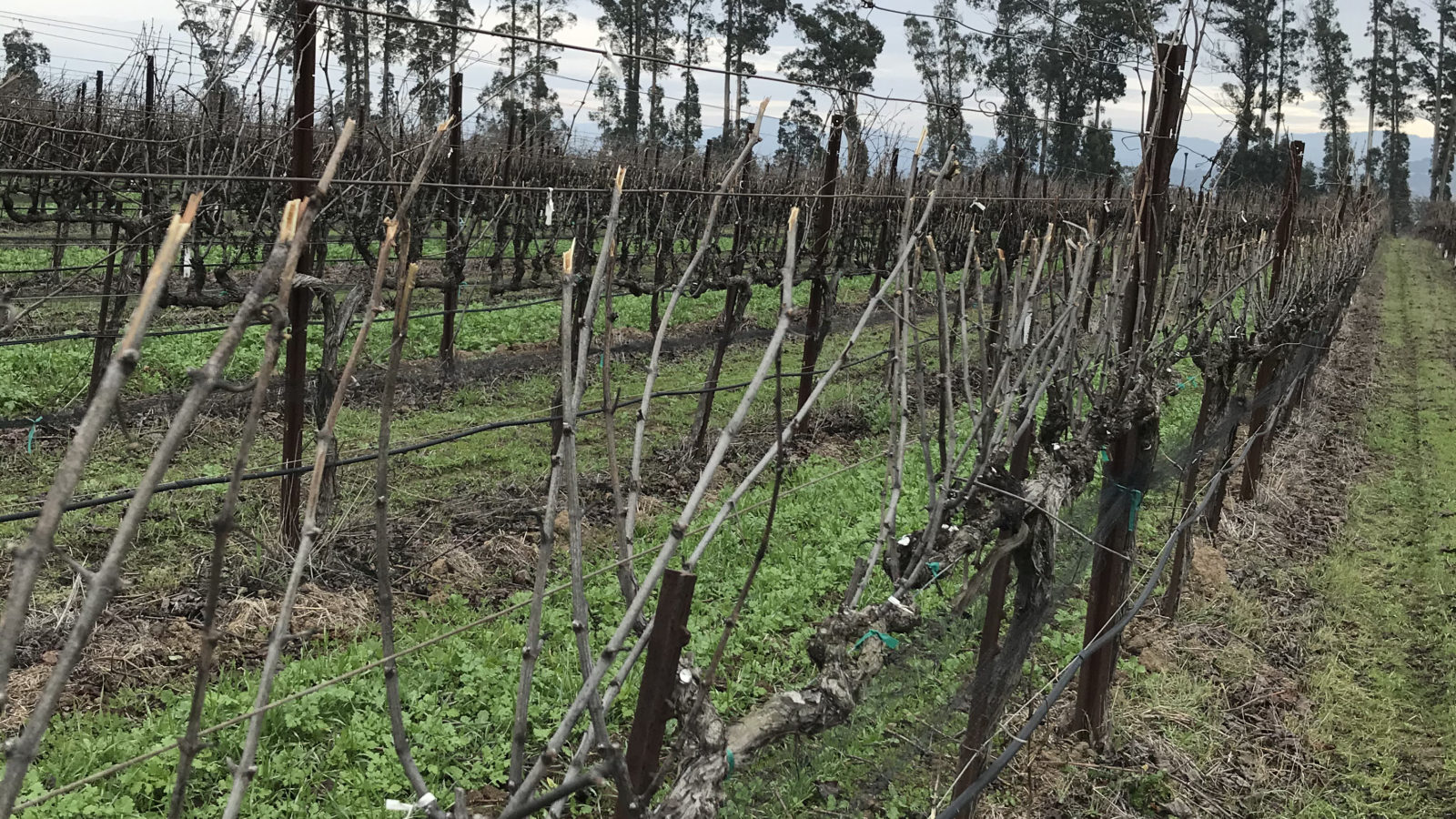 view of grapevines in january