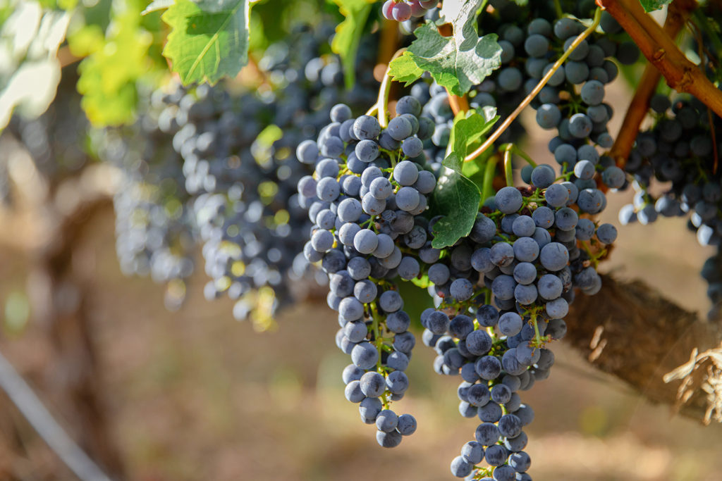 grape bunches on vines