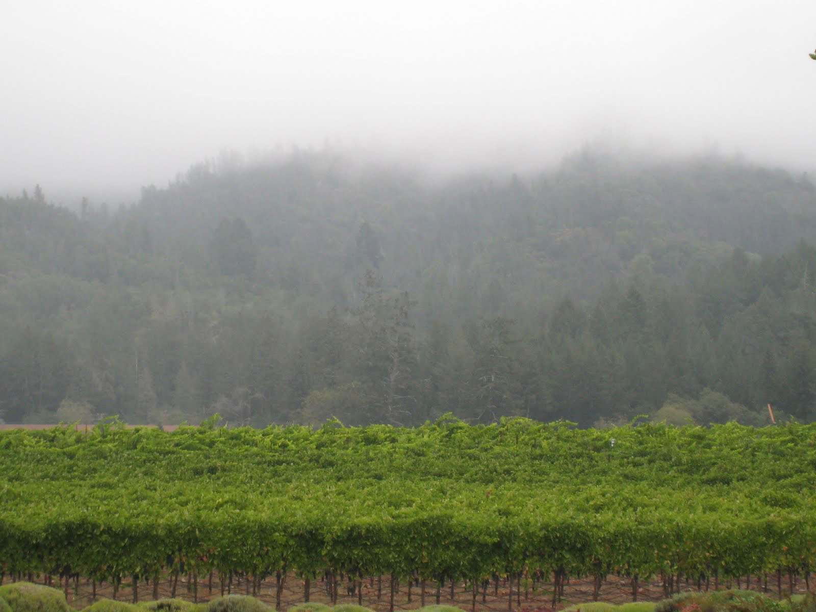 Starmont Winery and Vineyards