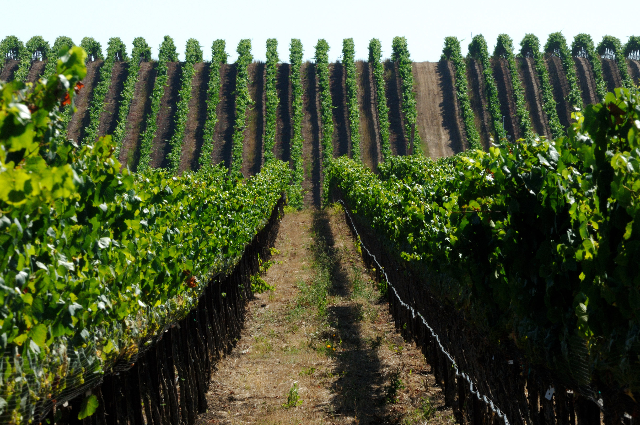 Vineyards